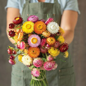 Monster Mix, Strawflower Seeds